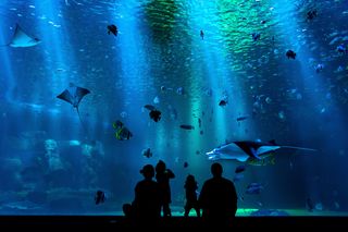 aquarium02.jpg