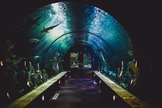 aquarium14.jpg