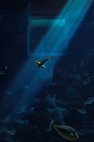 aquarium22.jpg
